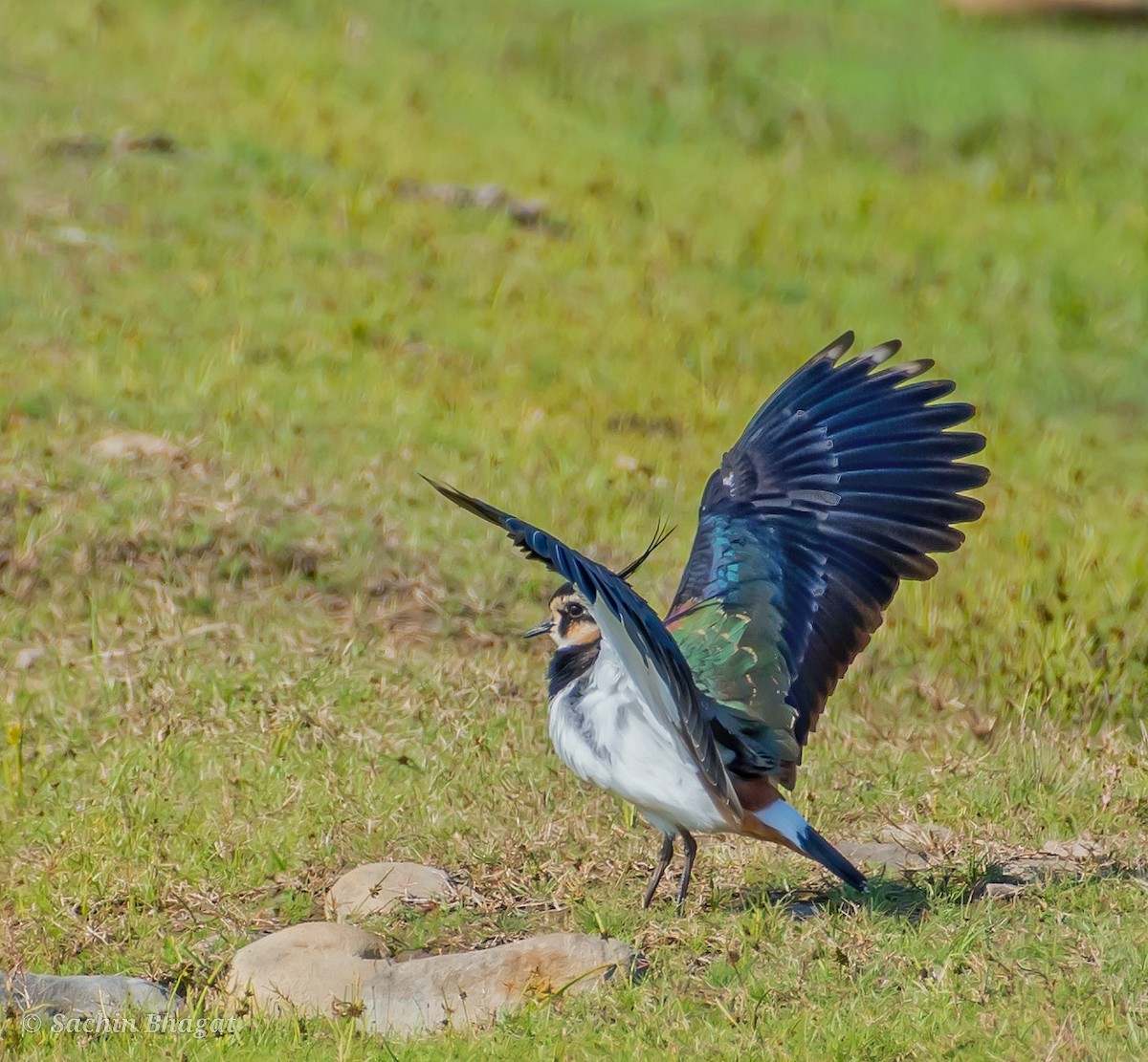 Northern Lapwing - ML611676122