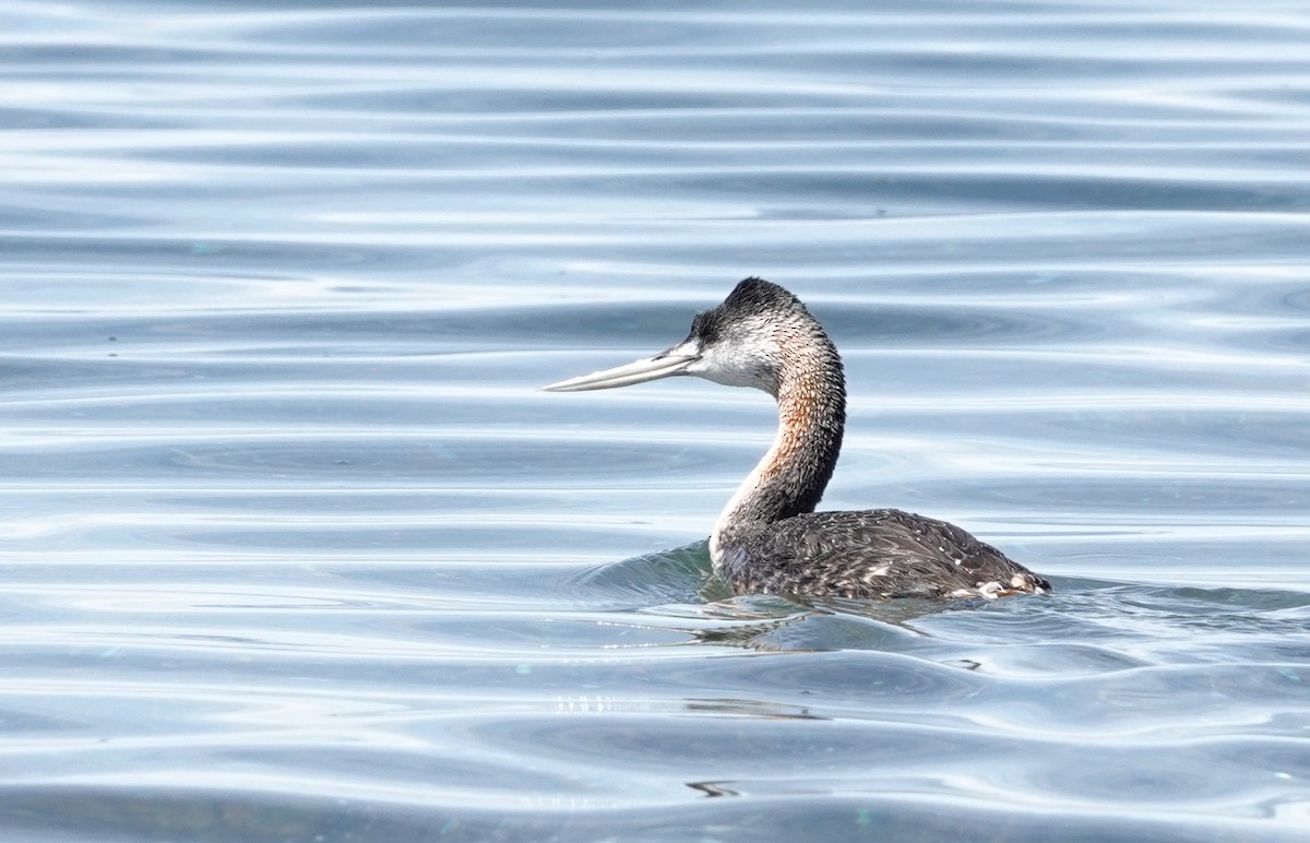 Great Grebe - ML611676124