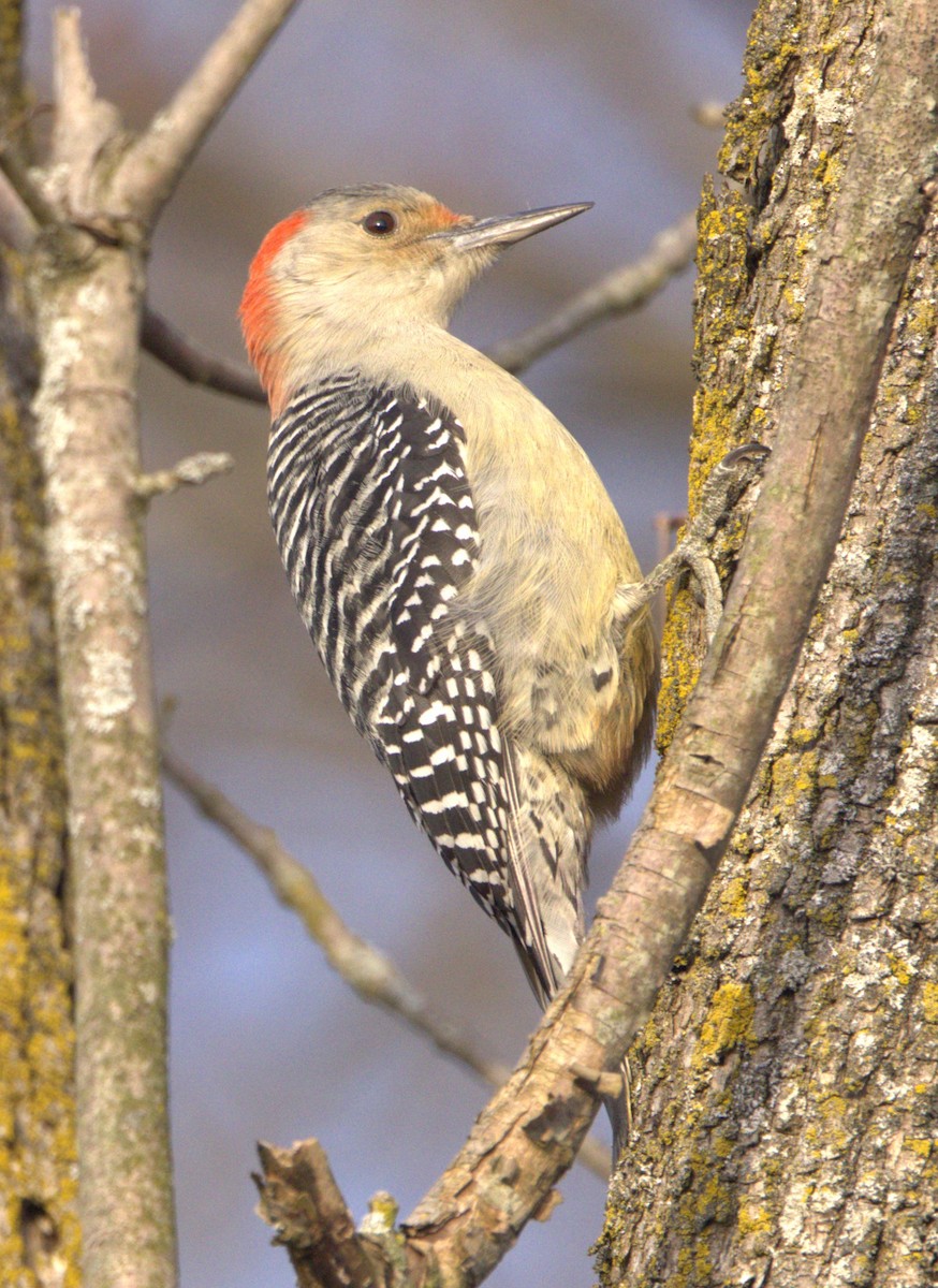 Red-bellied Woodpecker - ML611676130