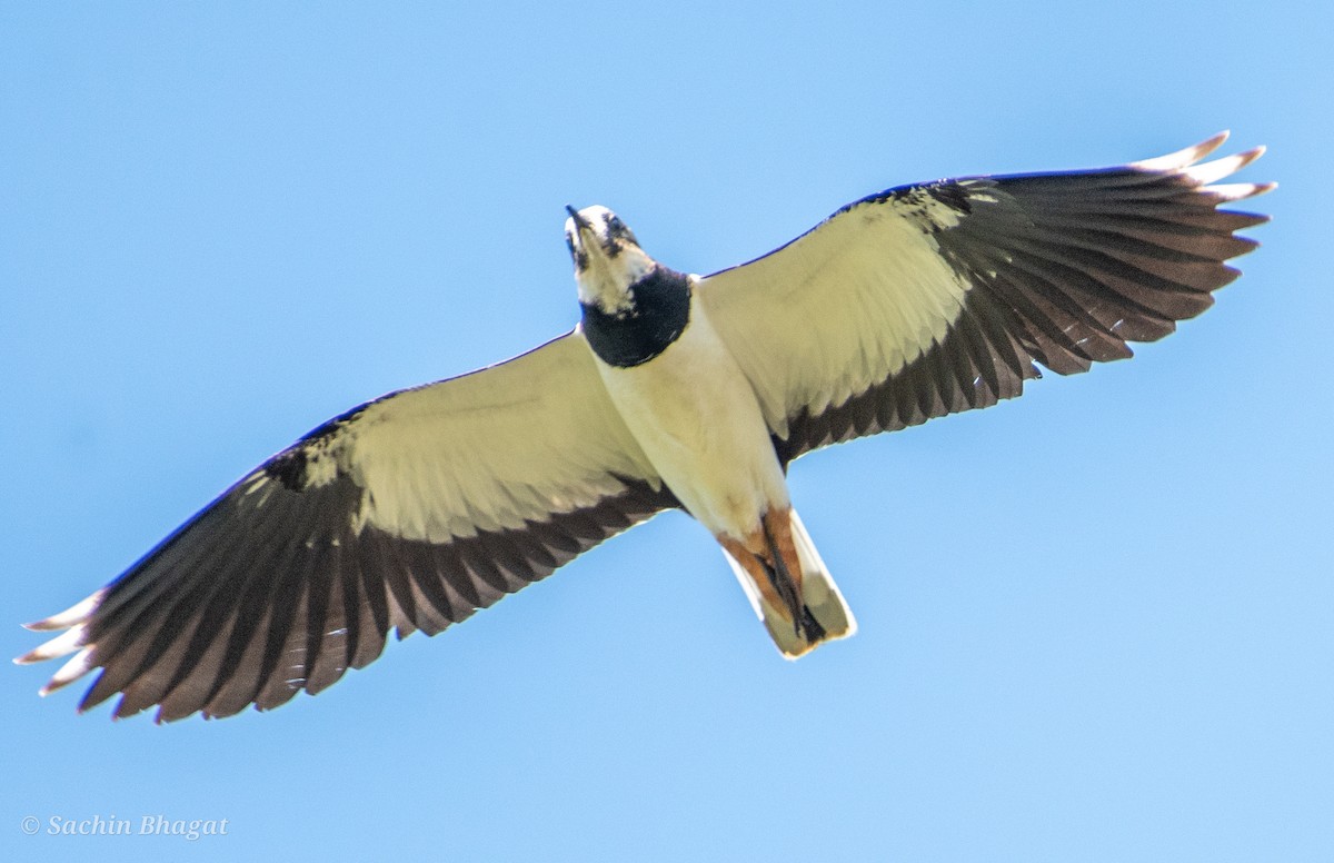 Northern Lapwing - ML611676146