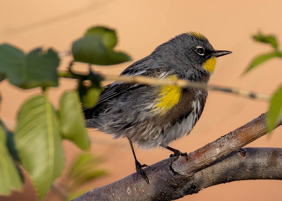 Yellow-rumped Warbler - Luc Tremblay