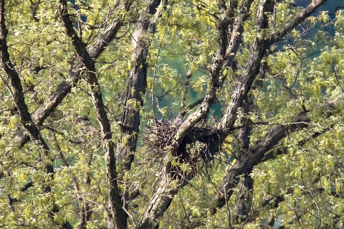 Red-tailed Hawk - ML611676286