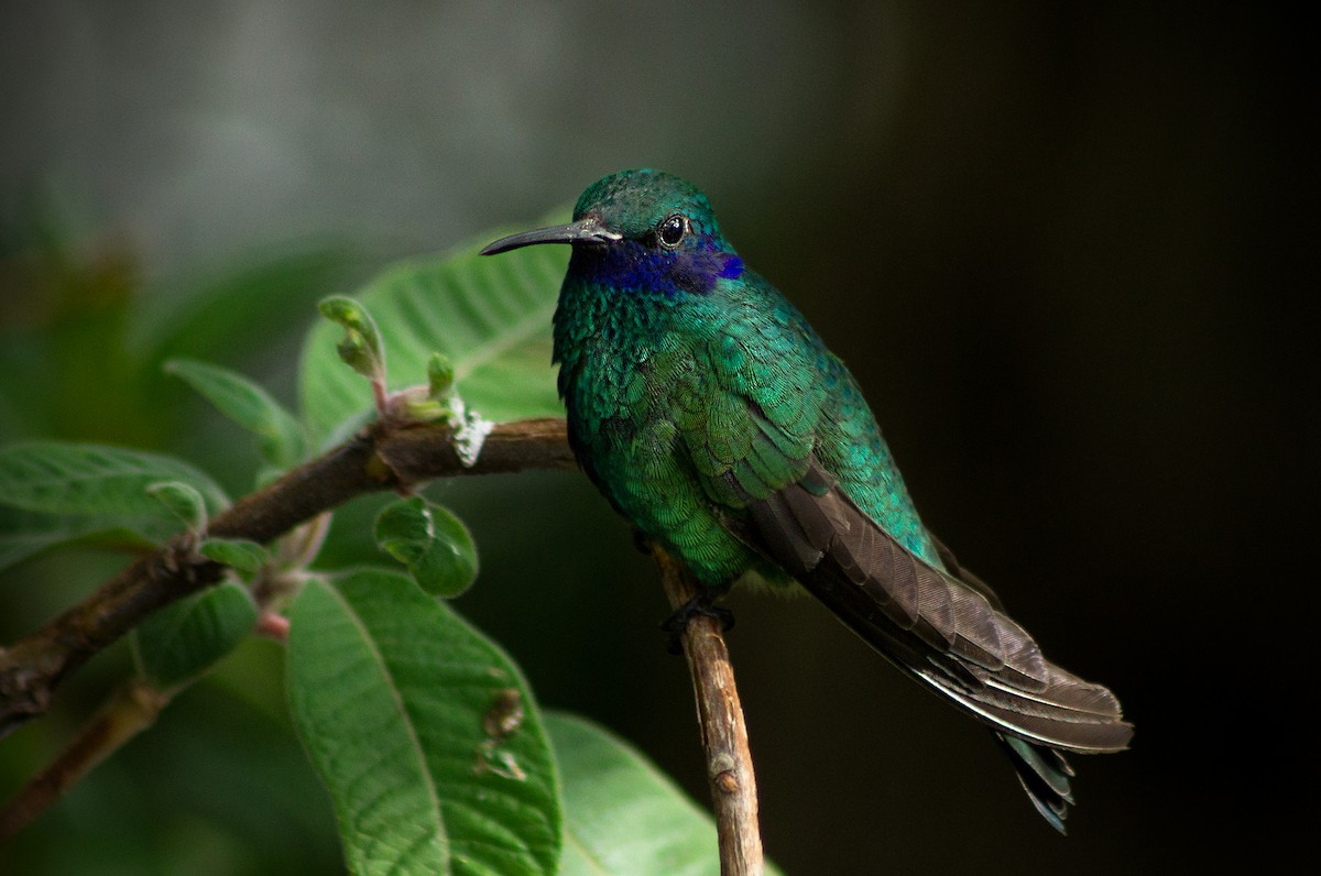 kolibřík modrolící - ML611676289