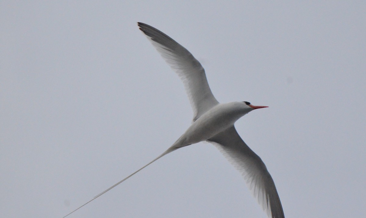 Red-billed Tropicbird - ML611676298