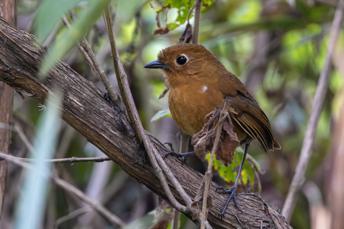 Panao Antpitta - ML611676317