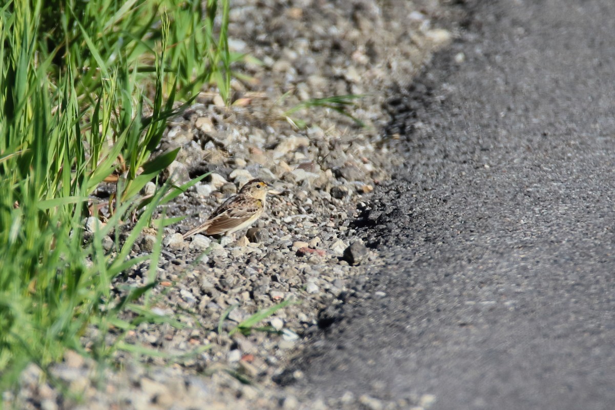 Grasshopper Sparrow - ML611676320
