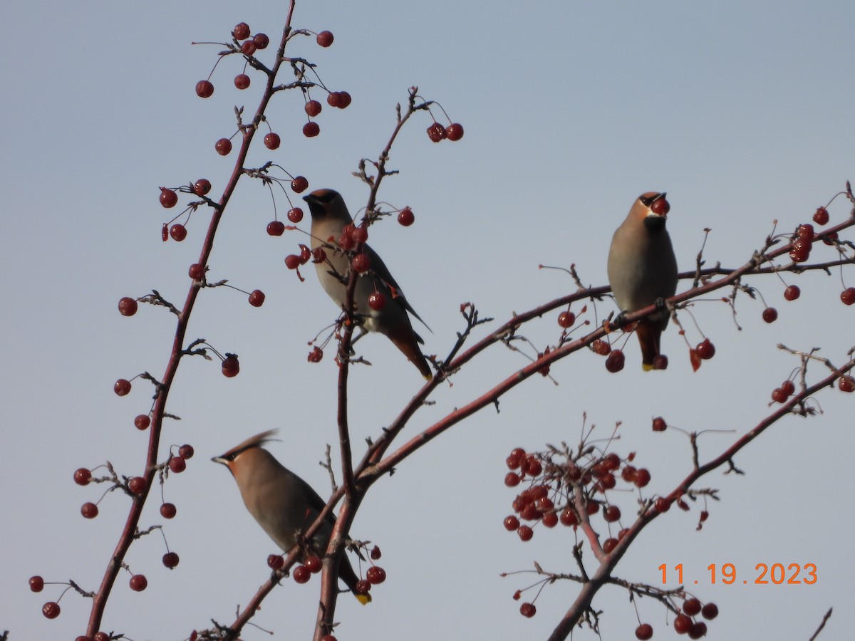 Bohemian Waxwing - ML611676345