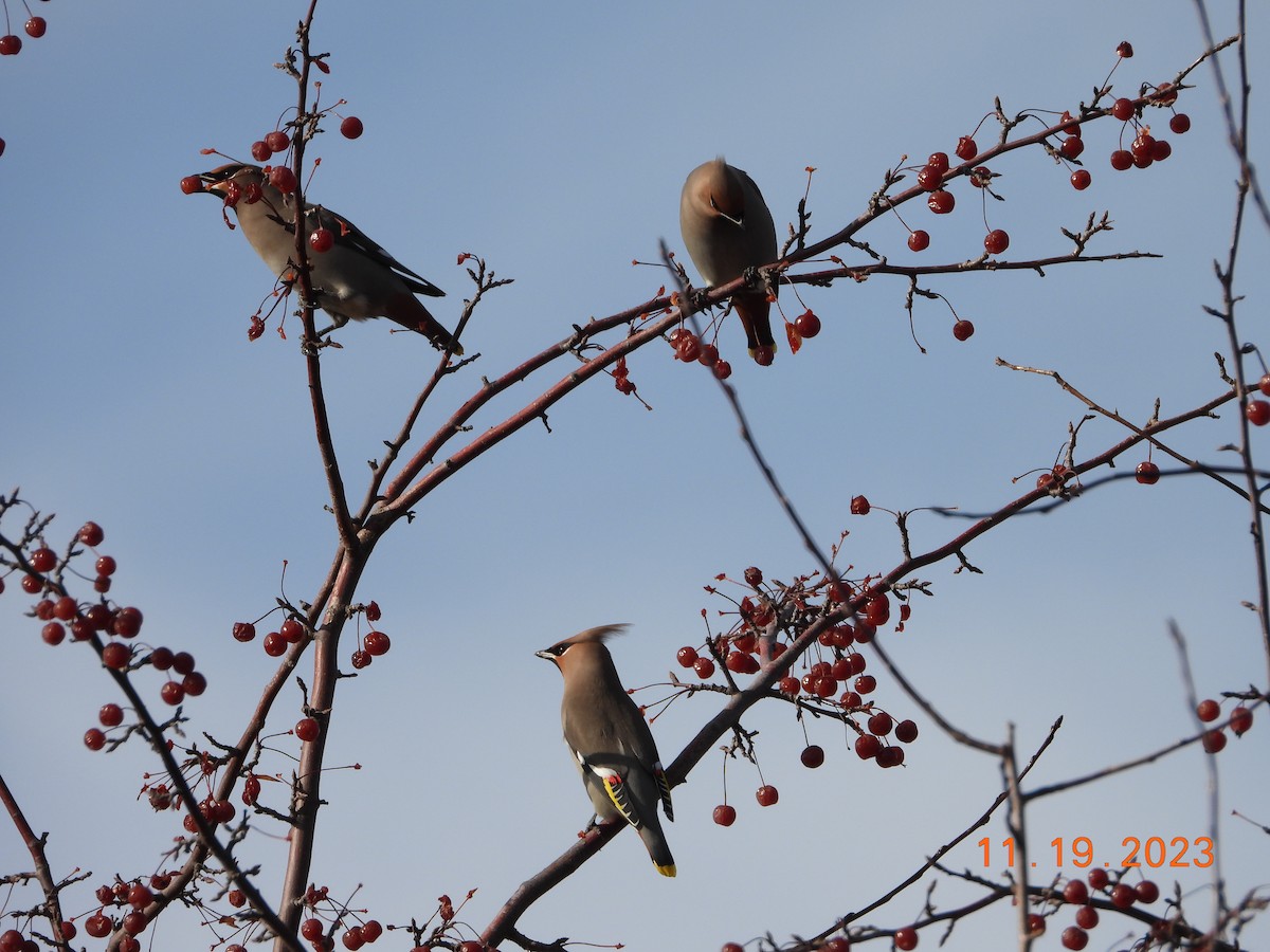 Bohemian Waxwing - ML611676346