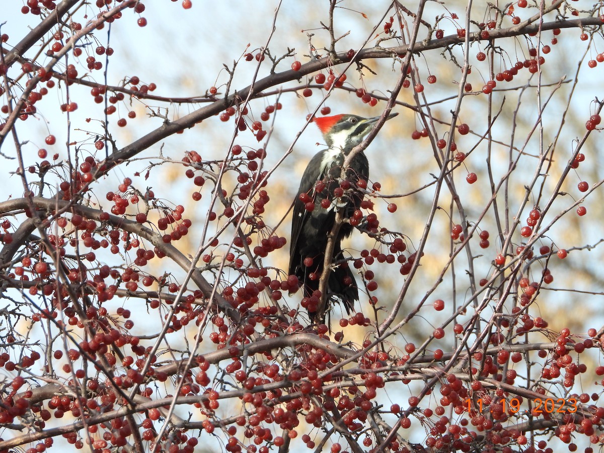 Pileated Woodpecker - ML611676352