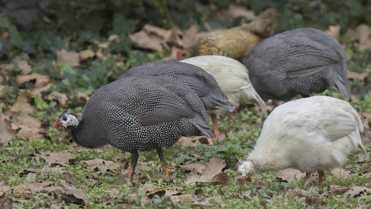 Helmeted Guineafowl (Domestic type) - ML611676363