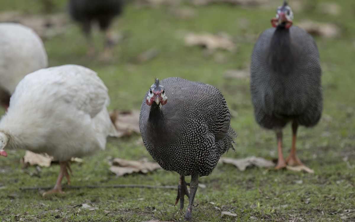 Helmeted Guineafowl (Domestic type) - ML611676365