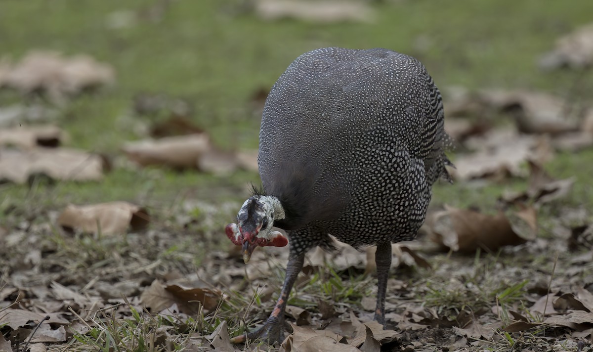 Helmeted Guineafowl (Domestic type) - ML611676367