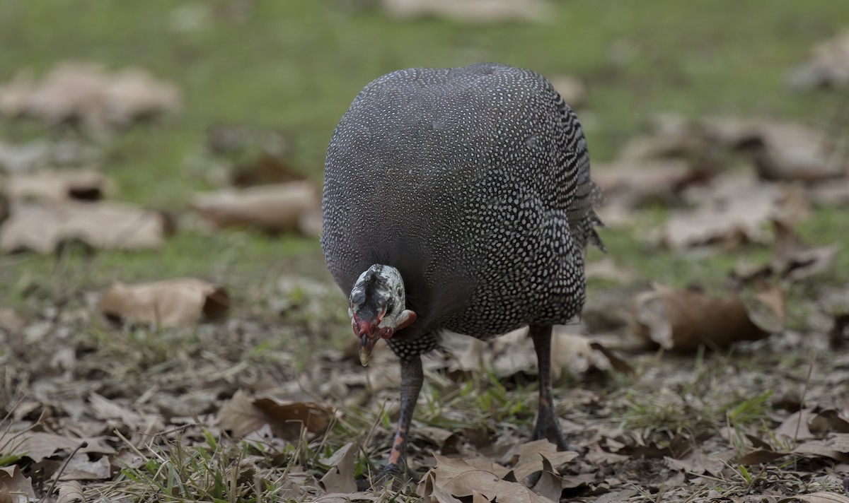 Helmeted Guineafowl (Domestic type) - ML611676368