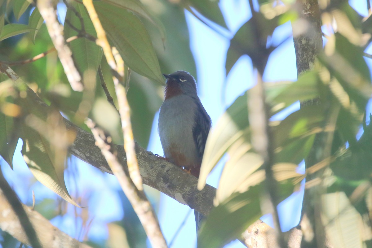 Rufous-throated Solitaire - Henggang Cui