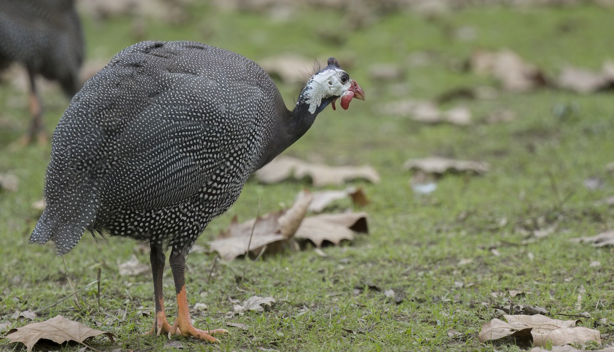 Helmeted Guineafowl (Domestic type) - Francisco Pires