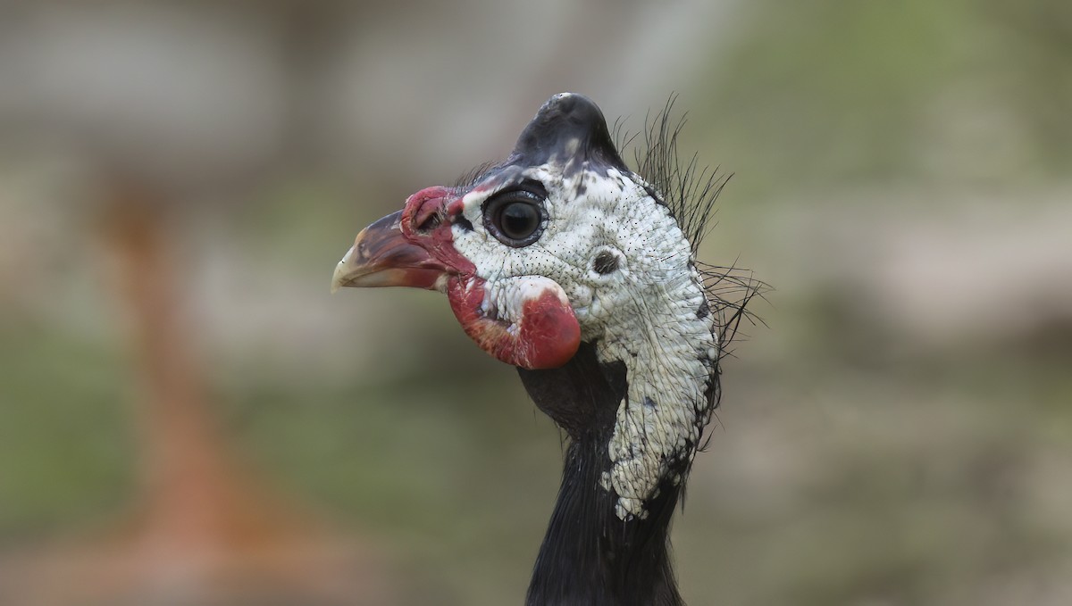 Helmeted Guineafowl (Domestic type) - ML611676380