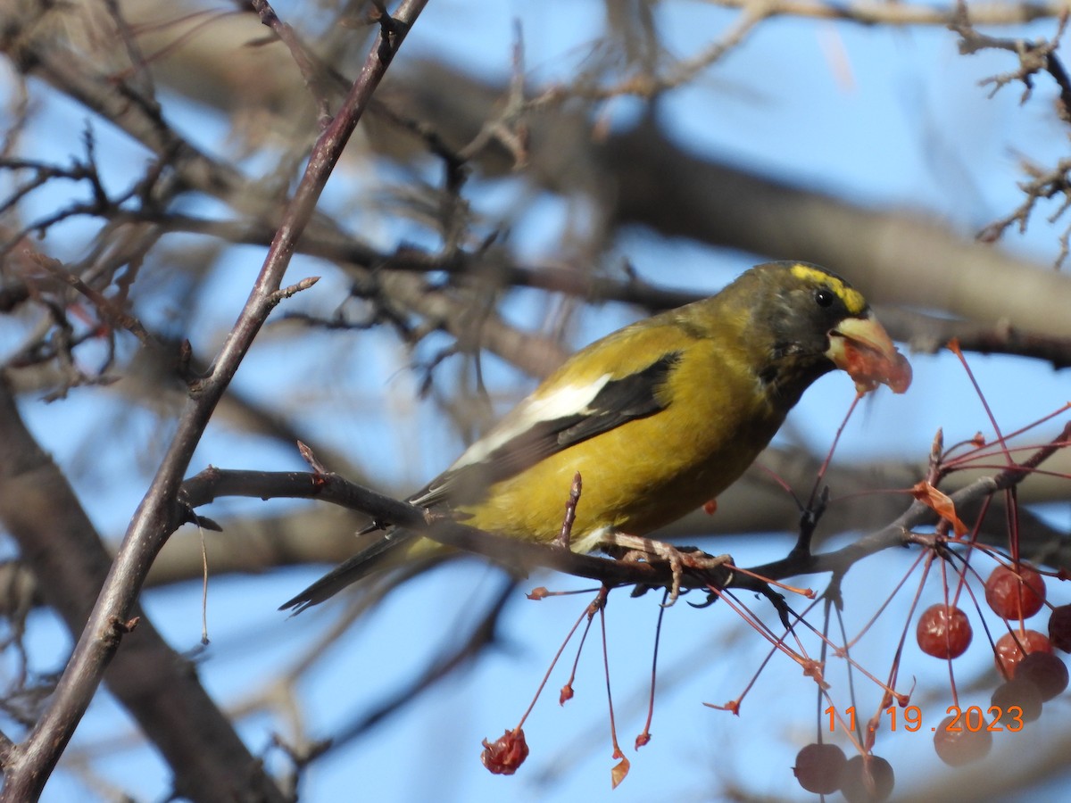 Evening Grosbeak - ML611676391