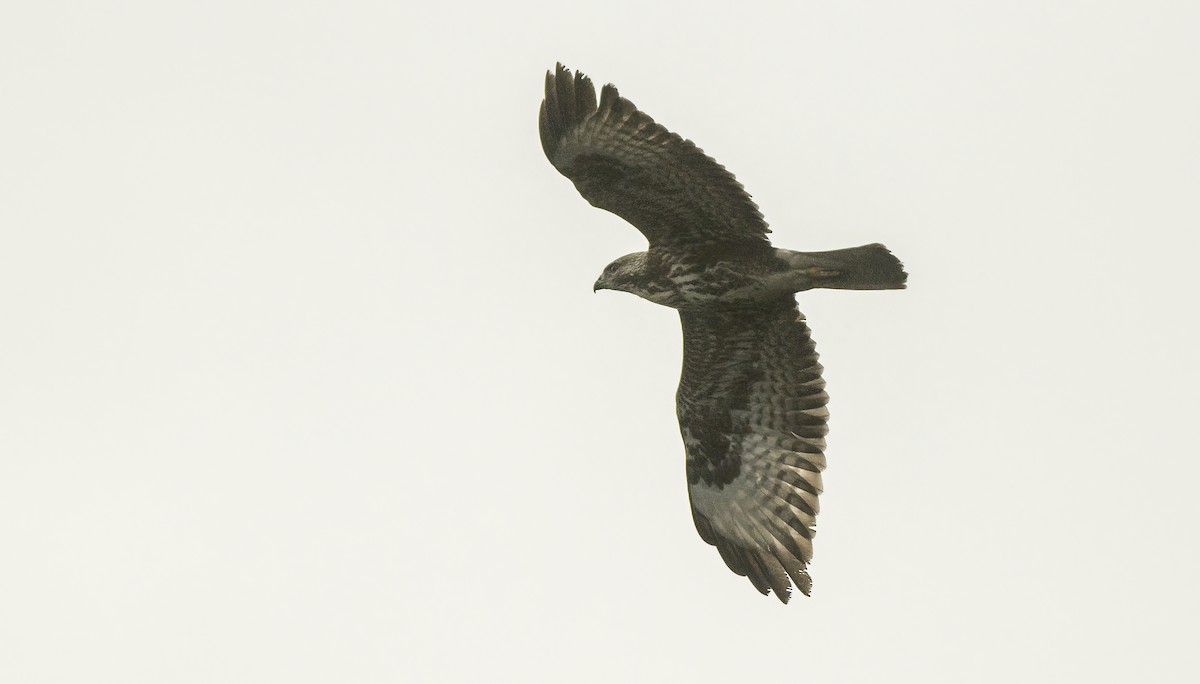 Common Buzzard (Western) - Francisco Pires