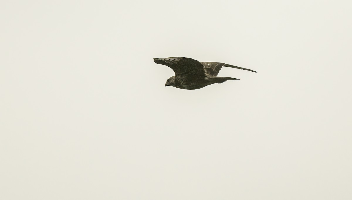 Common Buzzard (Western) - ML611676426