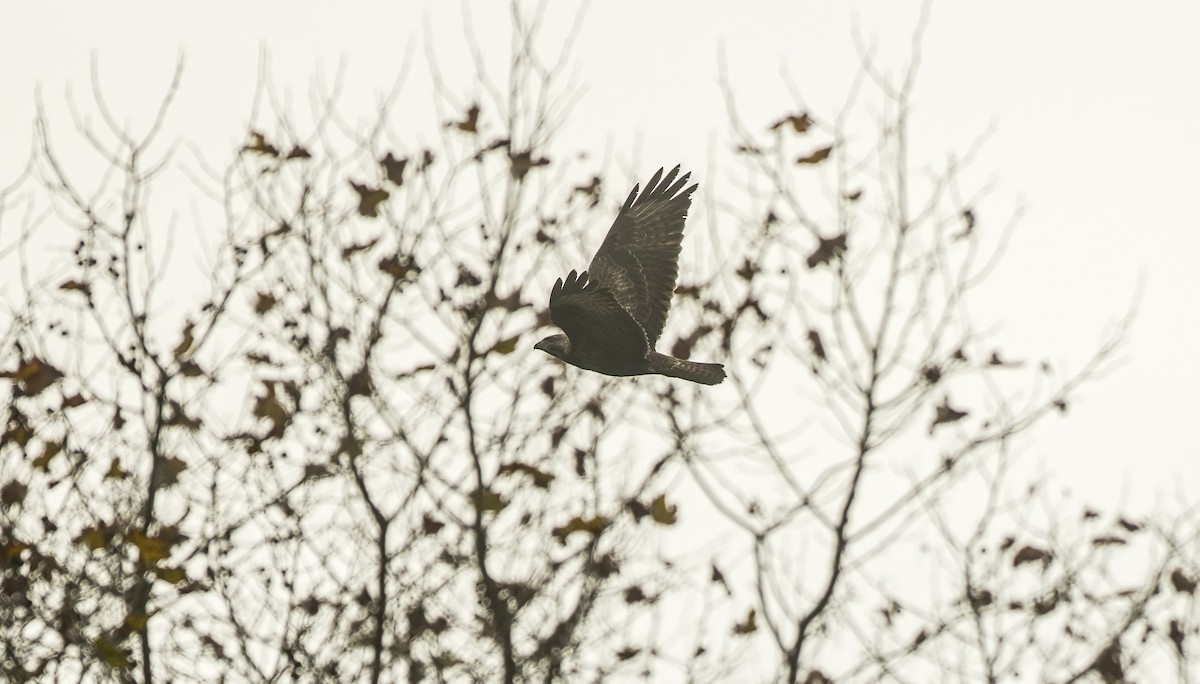 Common Buzzard (Western) - Francisco Pires