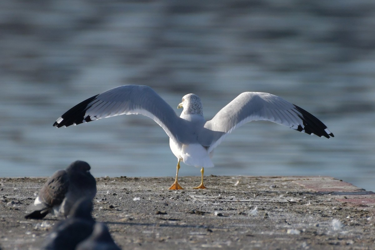 Ring-billed Gull - ML611676470