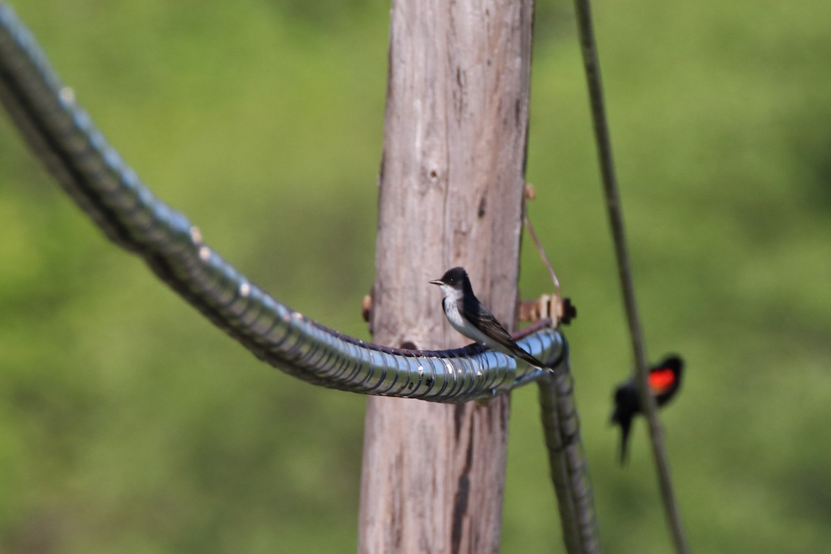 Eastern Kingbird - ML611676498