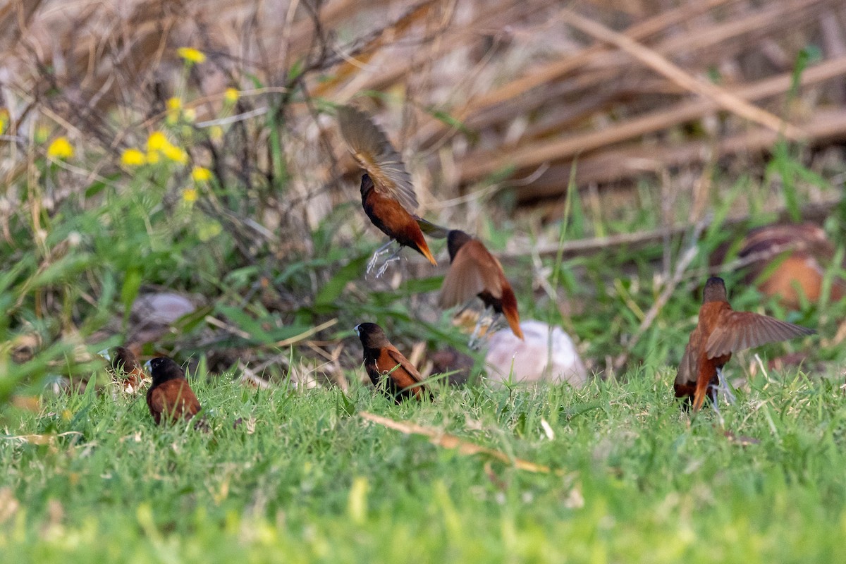 Chestnut Munia - Eric Gustafson