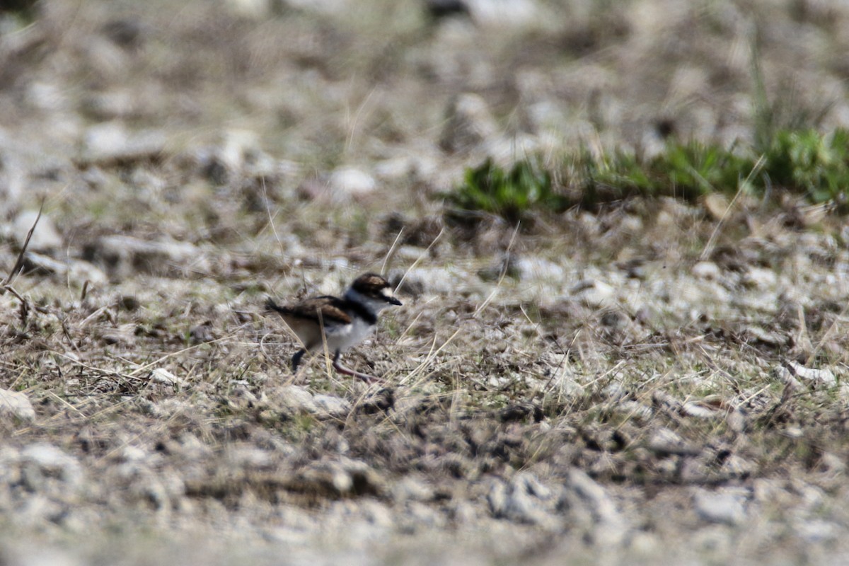 Killdeer - ML611676529