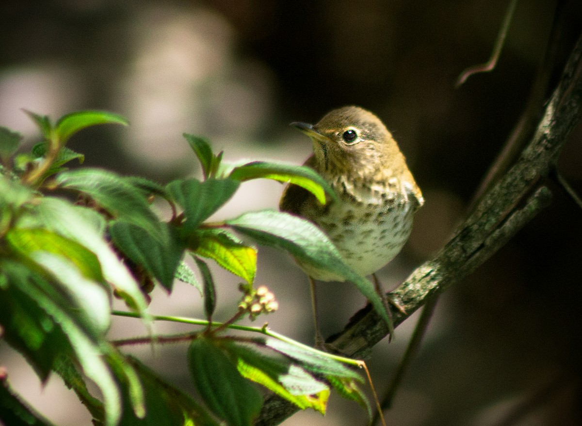 Swainson's Thrush - Jorge Bedoya