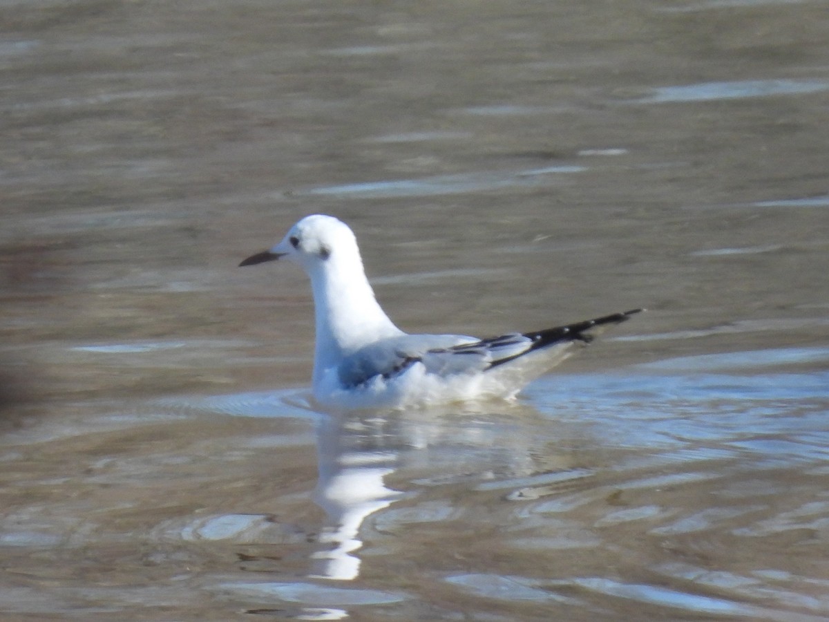 Mouette de Bonaparte - ML611676602