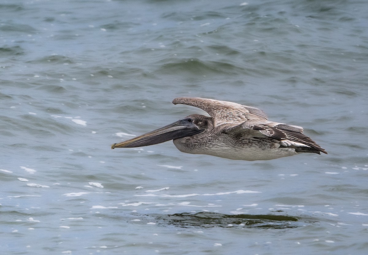 Brown Pelican - ML611676608