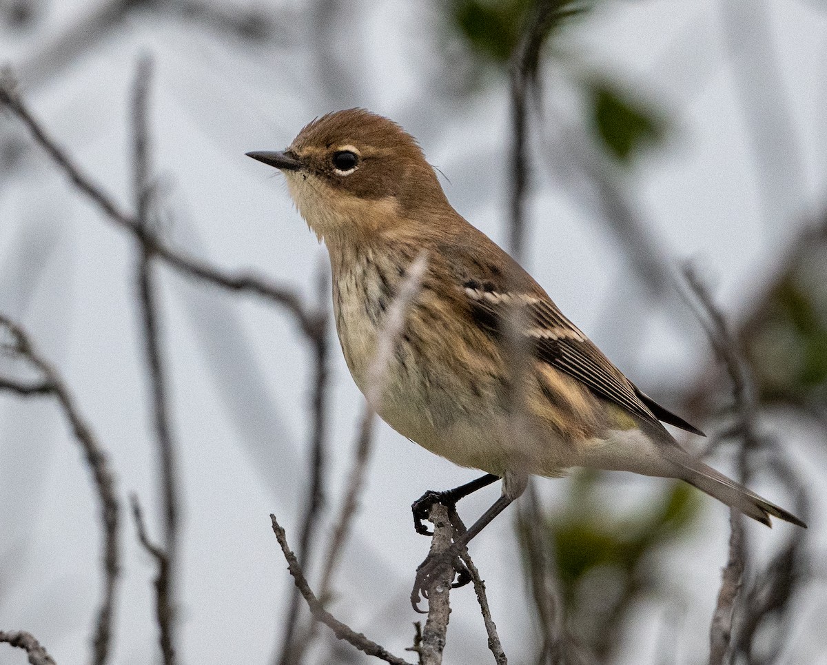 Yellow-rumped Warbler - ML611676615