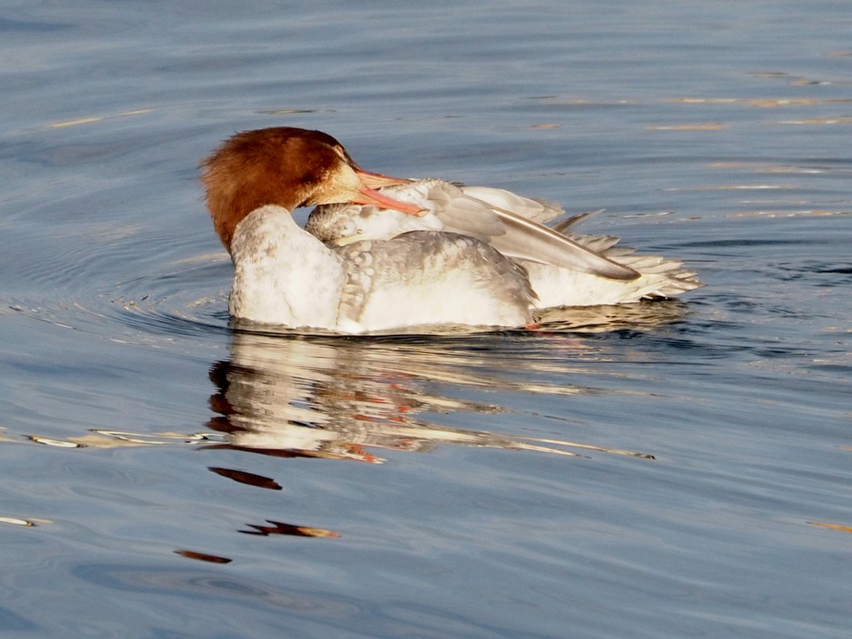 Common Merganser - ML611676626