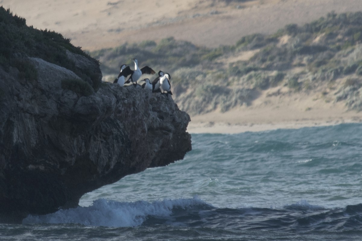 Pied Cormorant - ML611676650