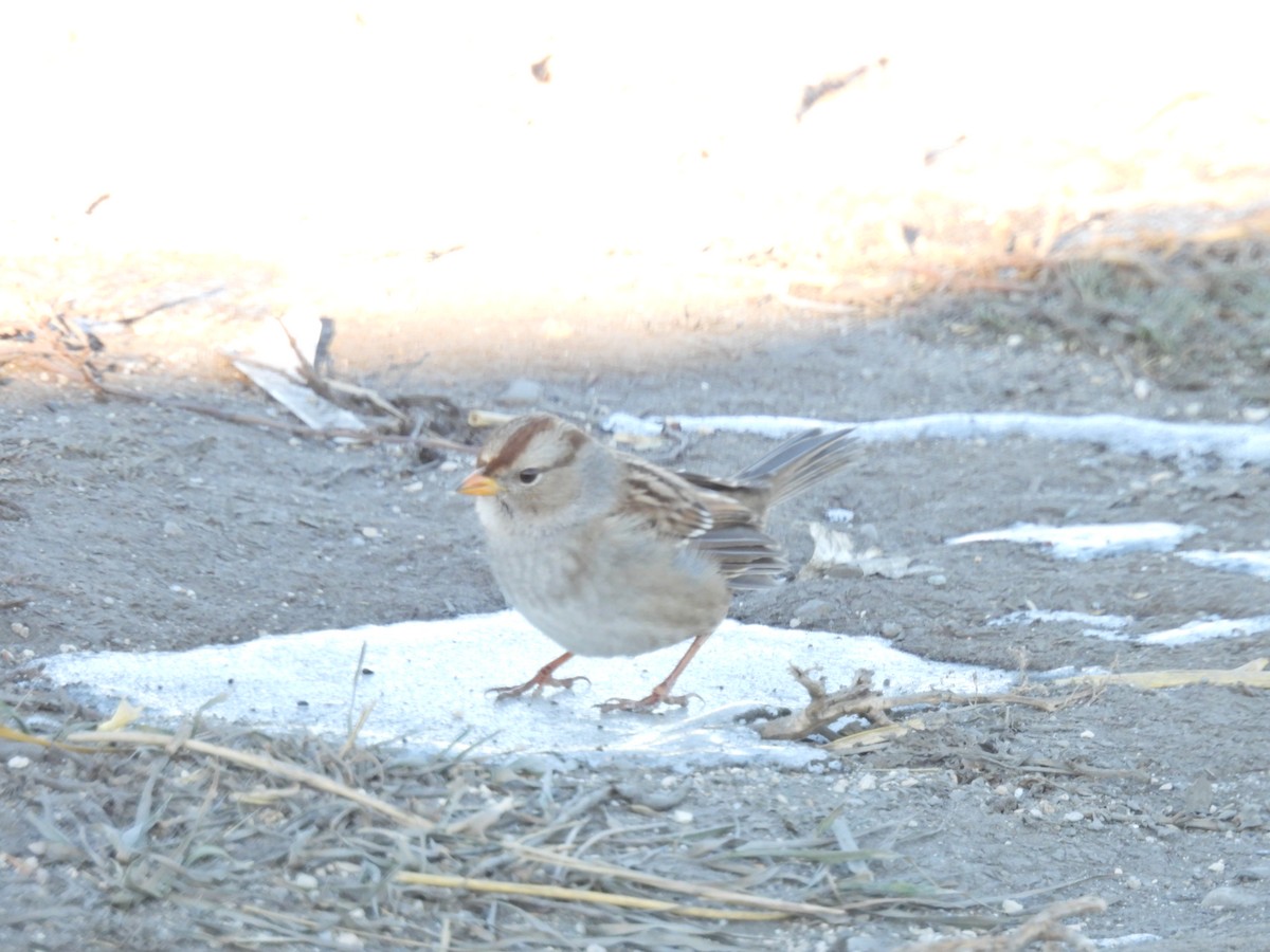 White-crowned Sparrow - ML611676661