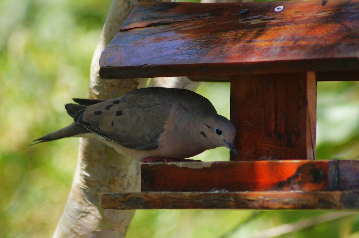 Eared Dove - Jorge Bedoya