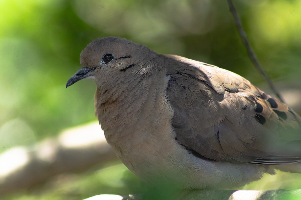 Eared Dove - ML611676686