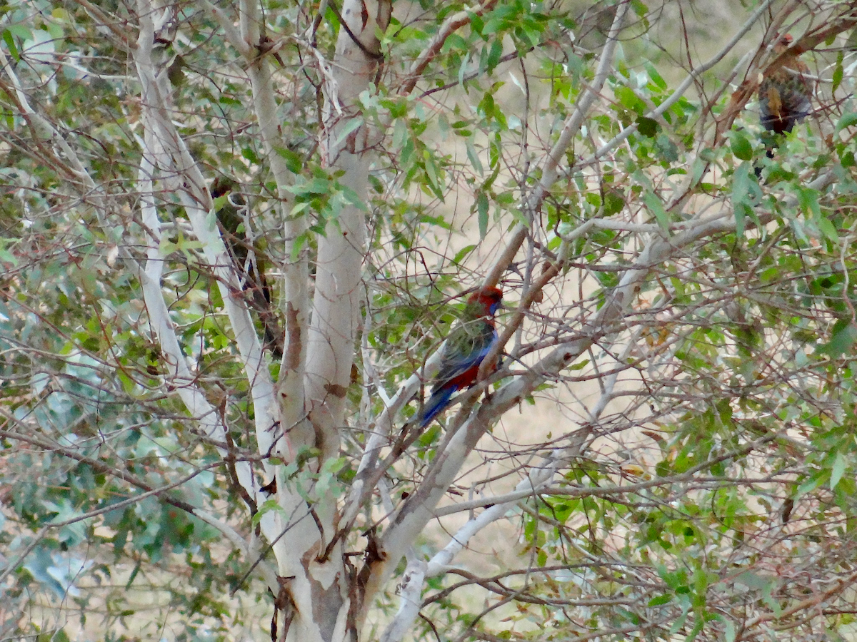 Perico Elegante (grupo elegans) - ML611676699