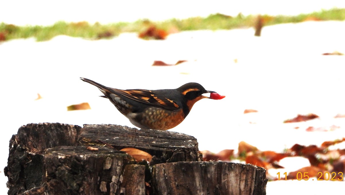 Varied Thrush - ML611676700