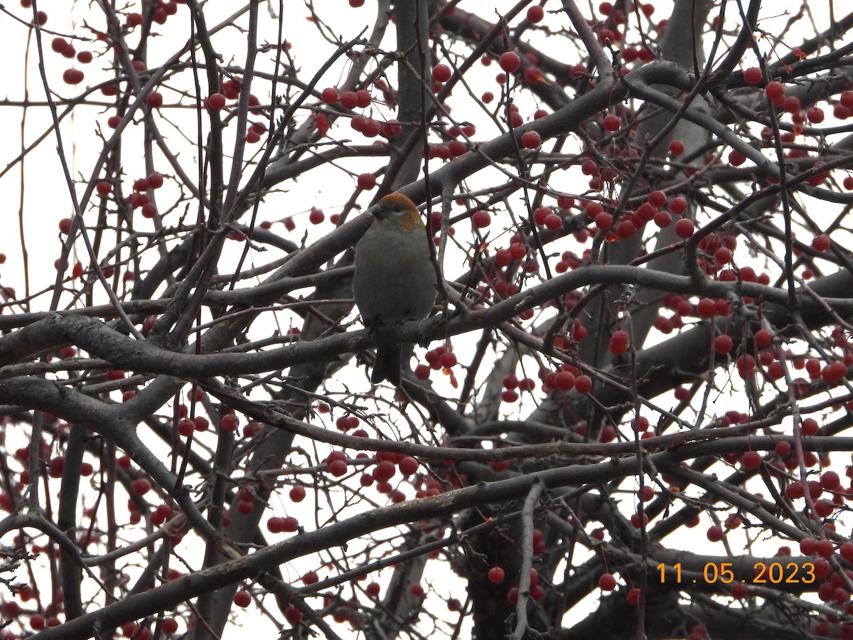 Pine Grosbeak - ML611676756