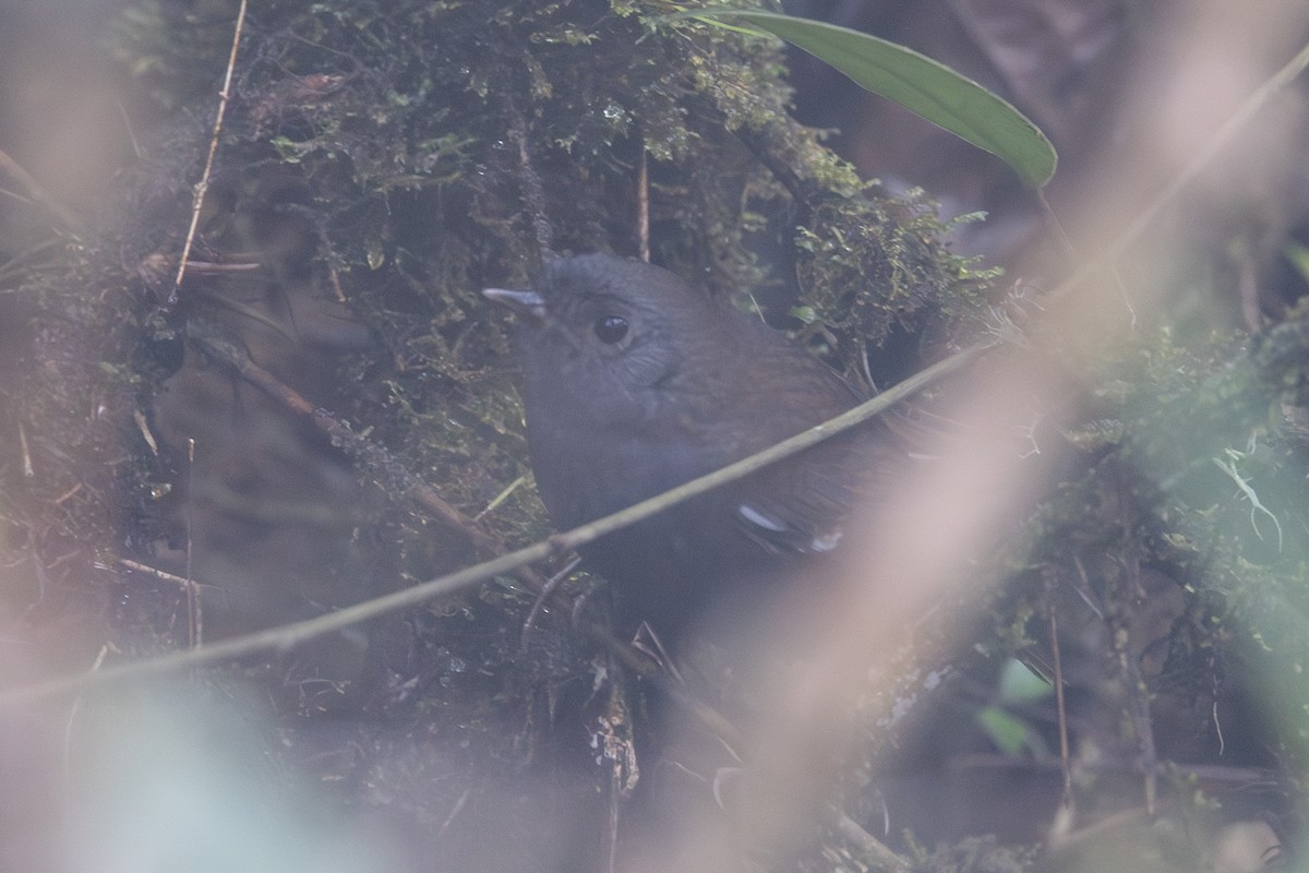 White-winged Tapaculo - ML611676757