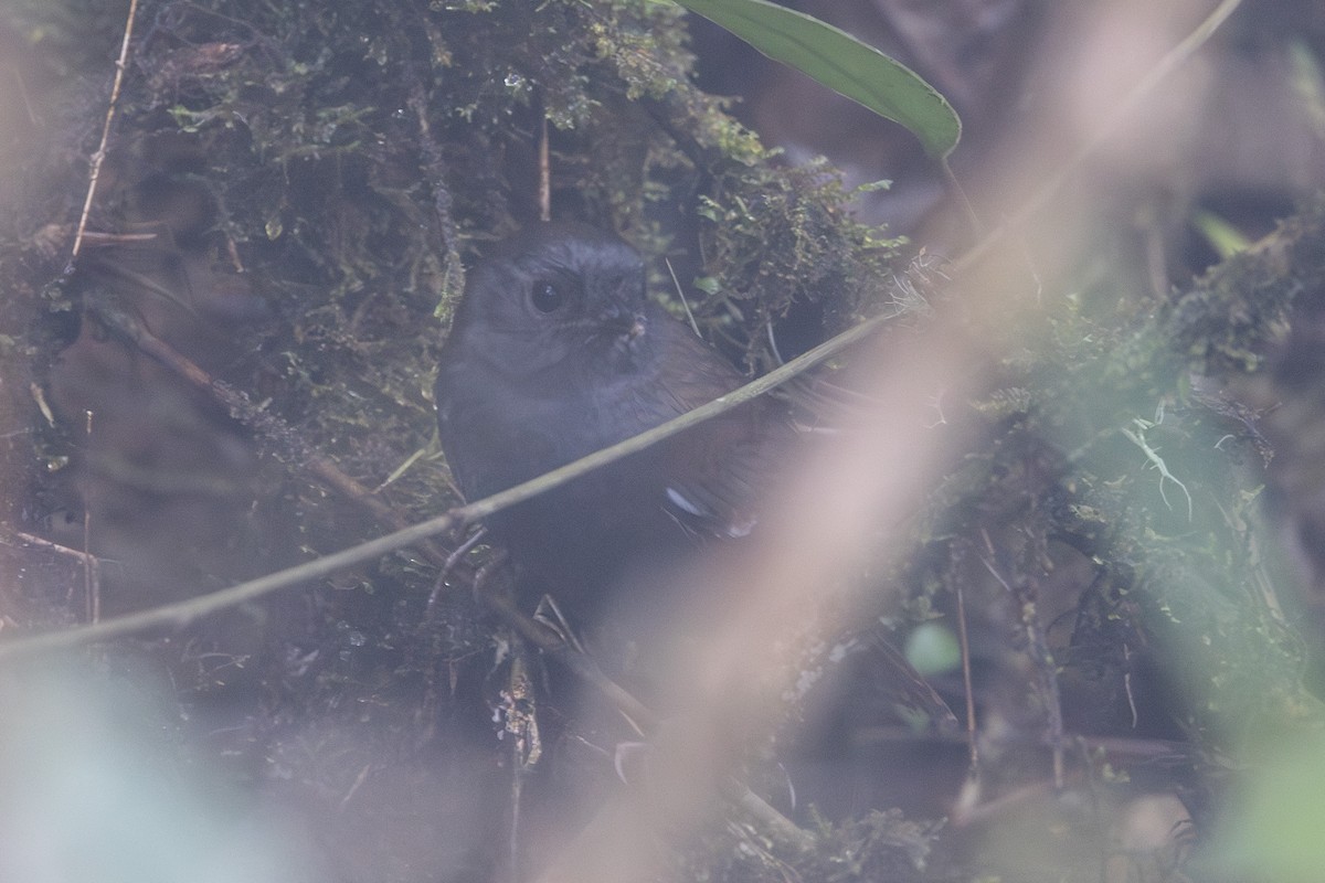 White-winged Tapaculo - ML611676759