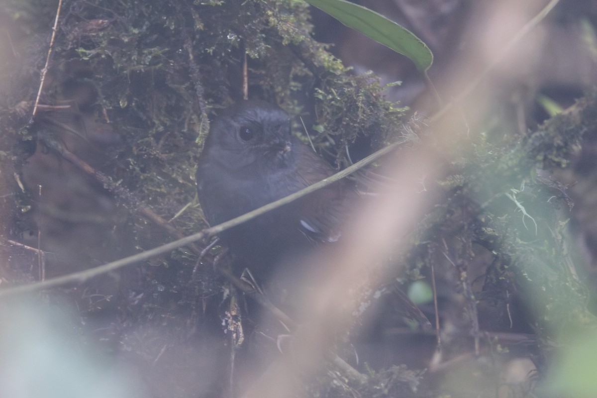 White-winged Tapaculo - Yann Muzika