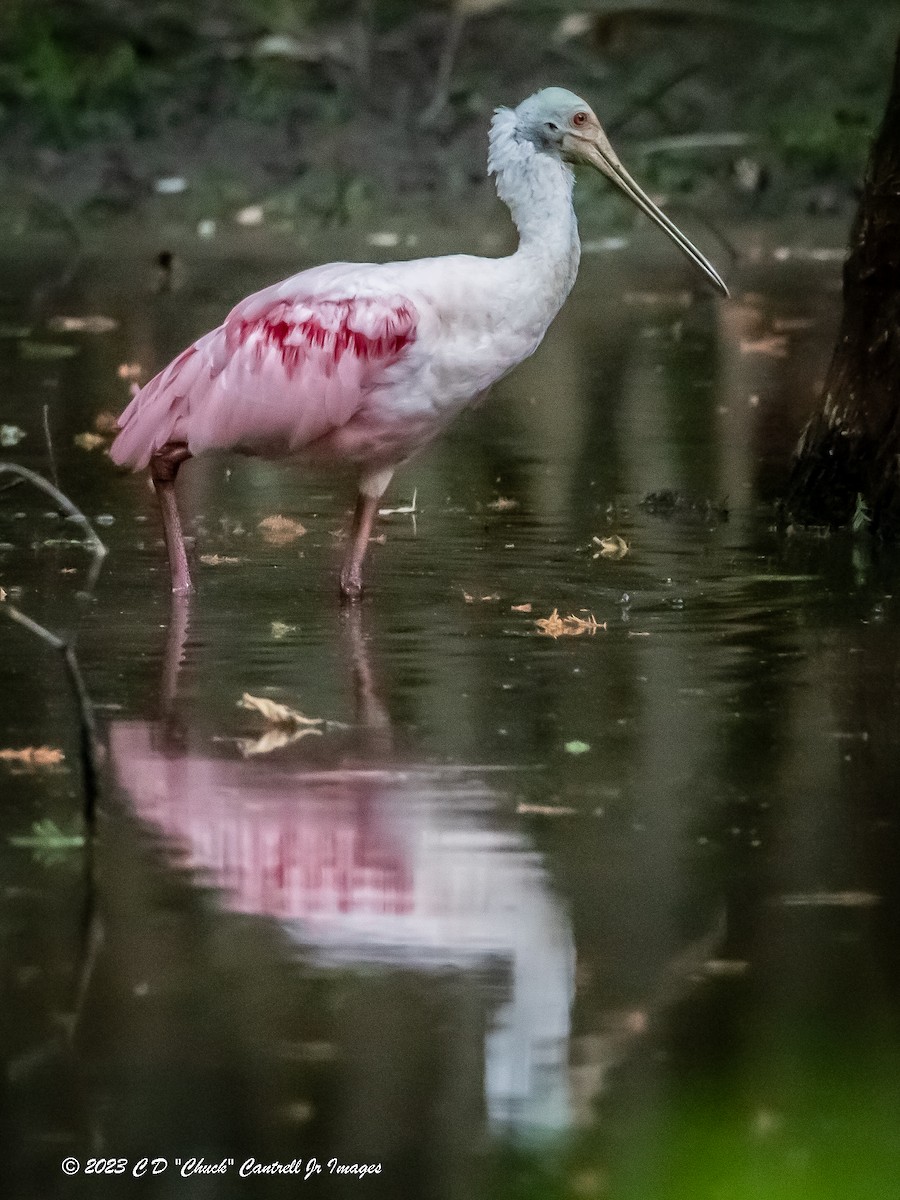 Roseate Spoonbill - Chuck Cantrell