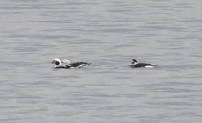 Long-tailed Duck - ML611676908