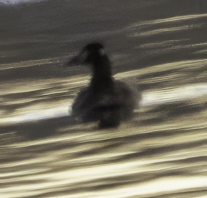 White-winged Scoter - ML611677039