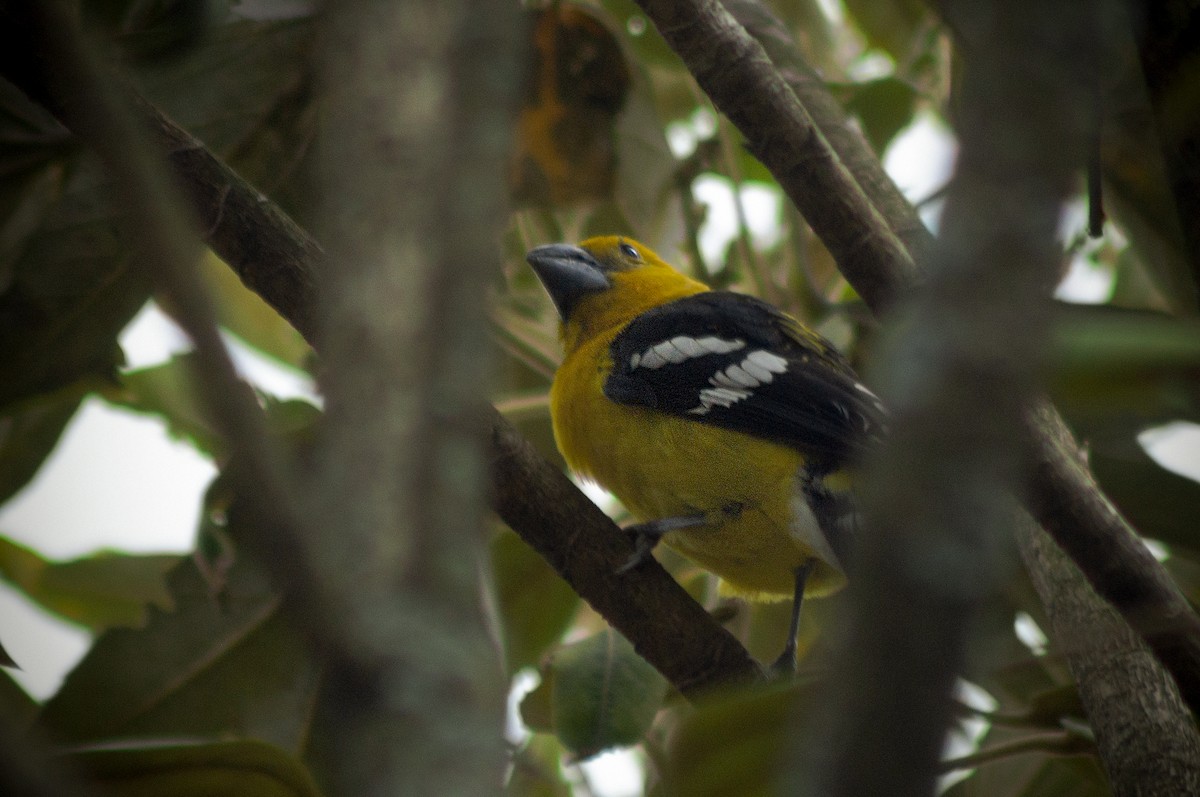 Golden Grosbeak - Jorge Bedoya