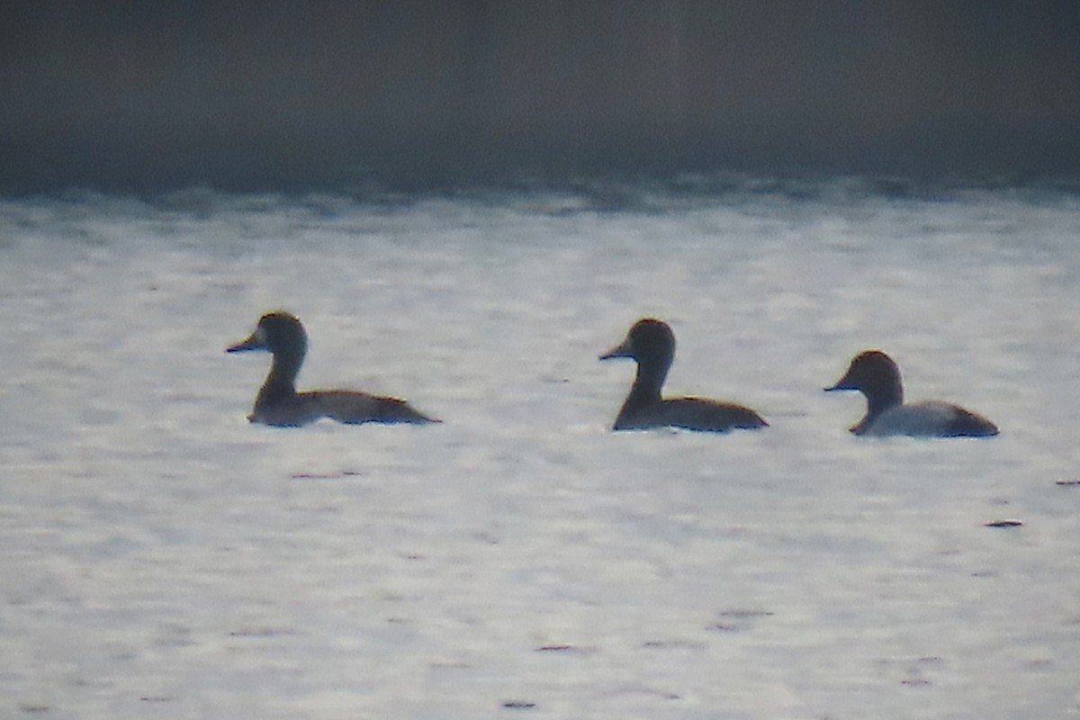 Greater Scaup - ML611677051