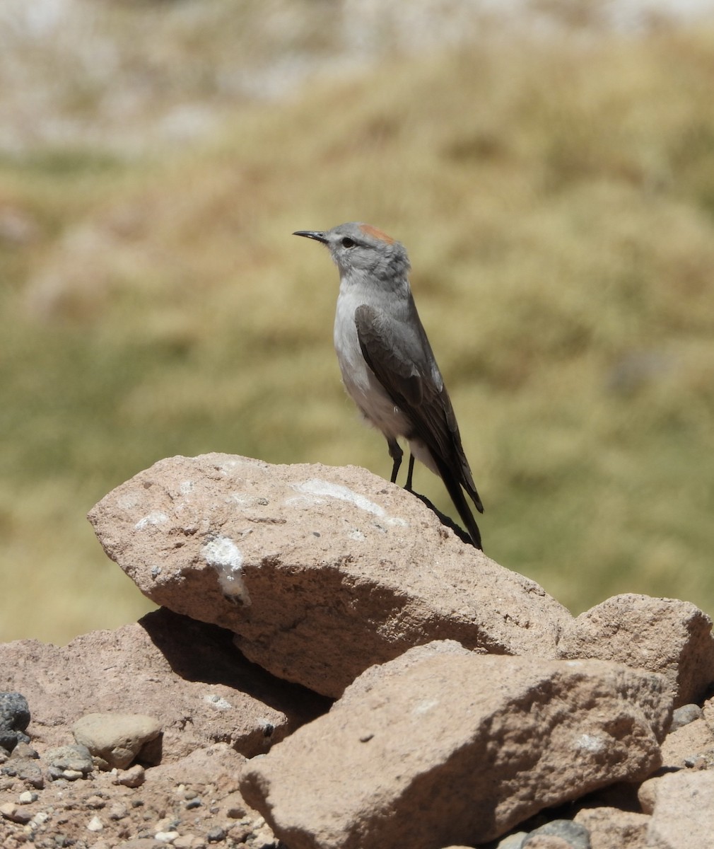 Ochre-naped Ground-Tyrant - ML611677083