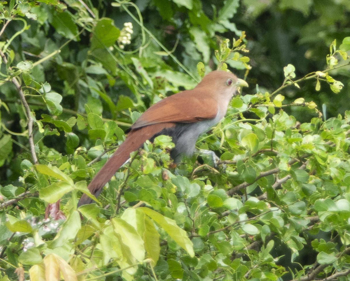 Squirrel Cuckoo - ML611677085